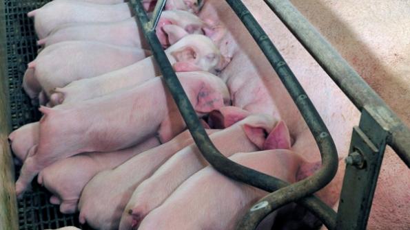 M. hyopneumoniae: It’s all about the gilts