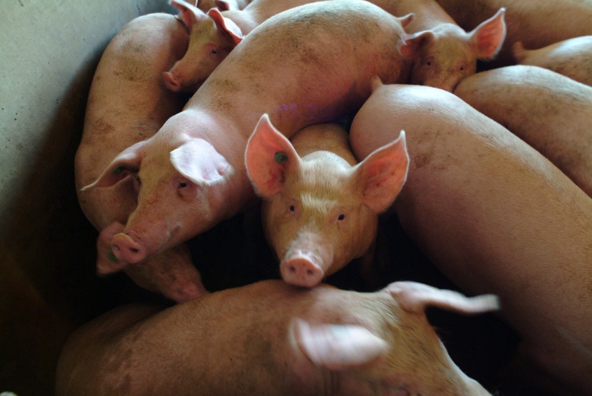 Pork Supply Issue Offers both Opportunity and Risk