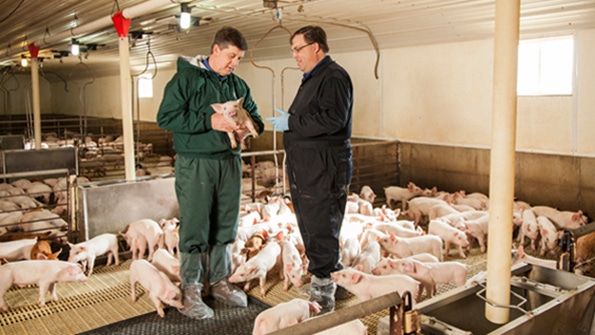 Merck Animal Health investing in swine vaccine innovation, manufacturing and people
