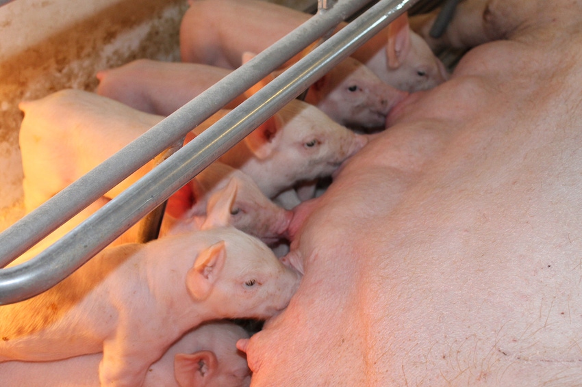 piglets nursing piglets nursing