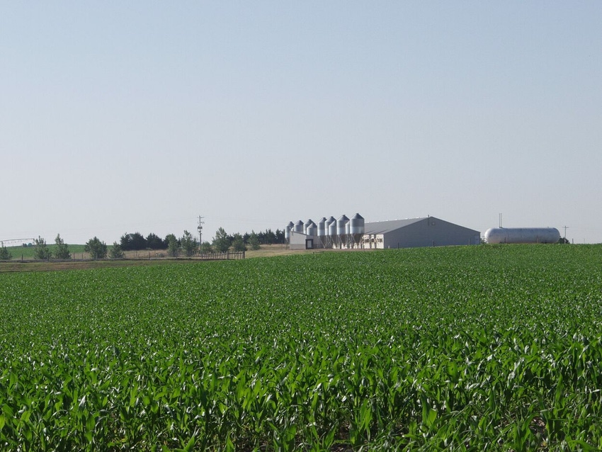 Corn with Pig Barn.jpg Corn with Pig Barn.jpg