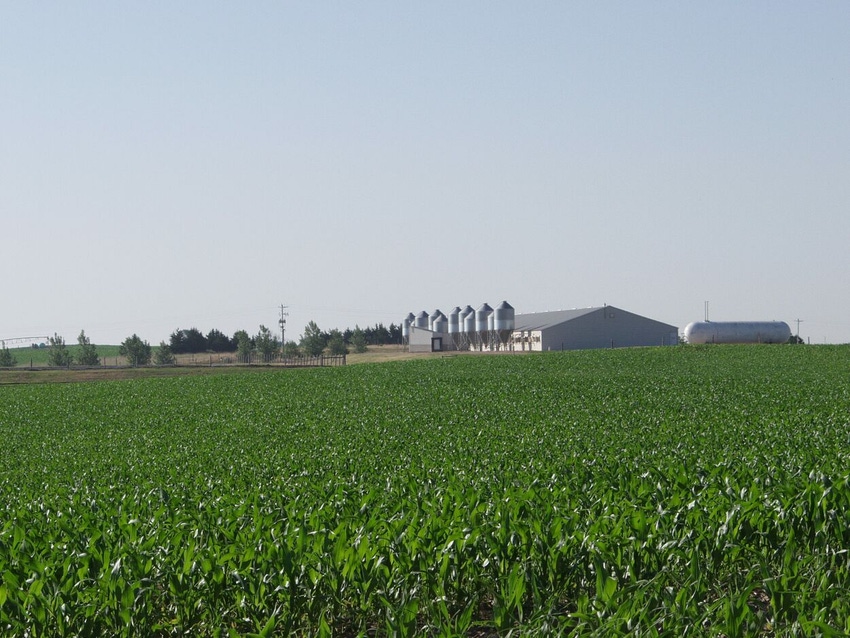 Corn with Pig Barn.jpg