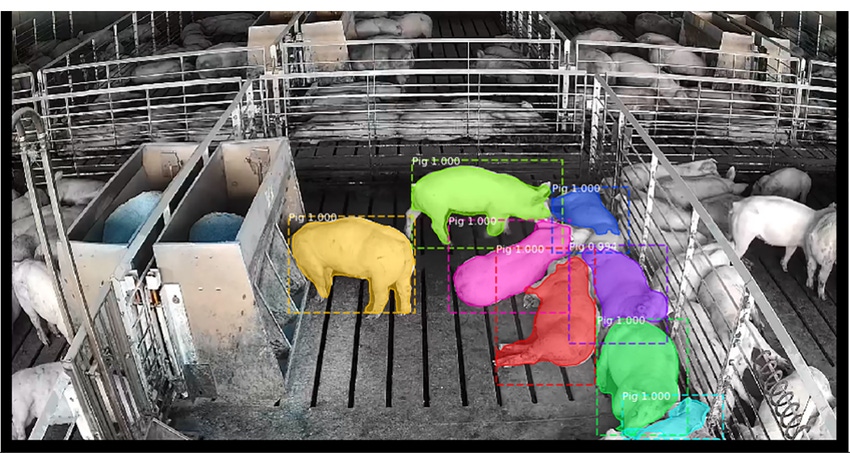 Figure 1: Observation and tracking of individual pigs and their behavior using the suite of automated visual sense-making too