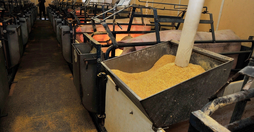 Feed hopper in a farrowing room Feed hopper in a farrowing room