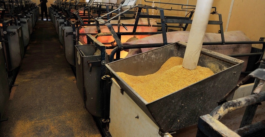 Feed hopper in a farrowing room