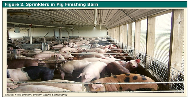 Summerizing Hog Barns