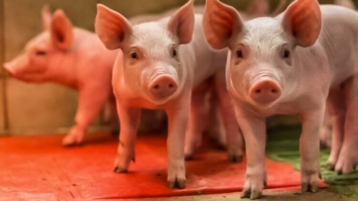 Hog Health recent news | National Hog Farmer