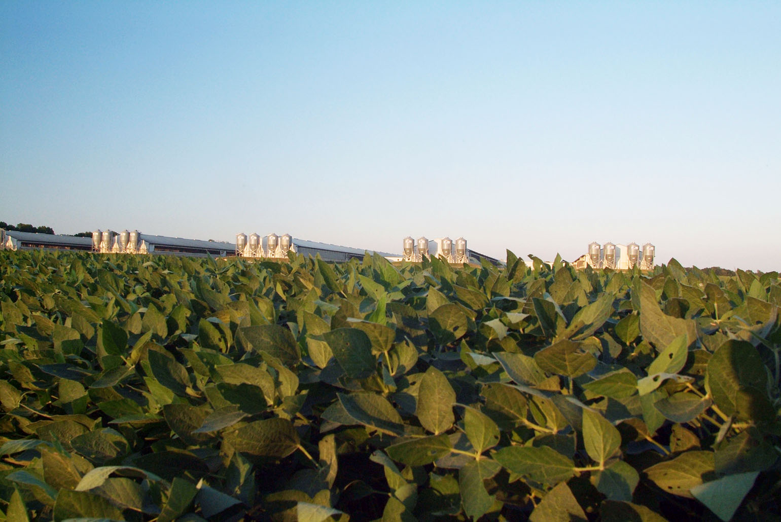 Choose Soybean Nutrients from Meal Brokers | Meals, Soybean, High sources  of protein