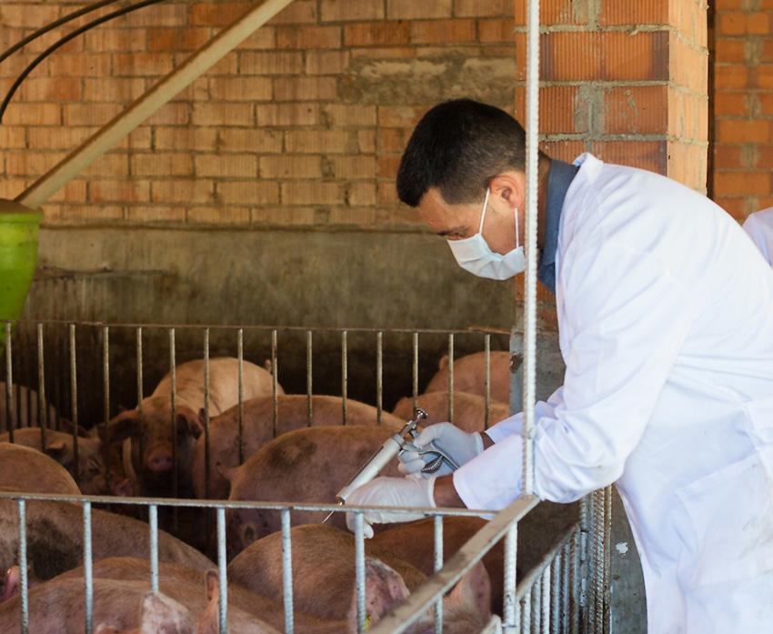 Sales of antimicrobials for food-producing animals down