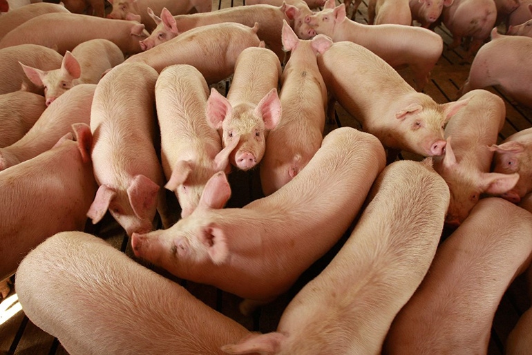 Puzzling numbers in USDA quarterly hogs and pigs report Puzzling numbers in USDA quarterly hogs and pigs report