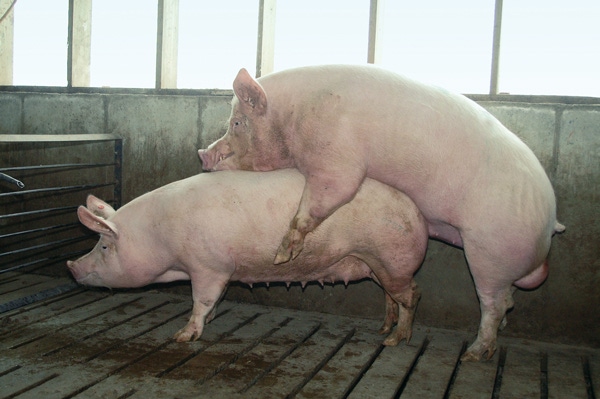 Increased training frequency improves boar collection
