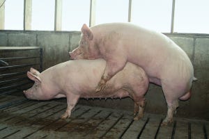 Increased training frequency improves boar collection