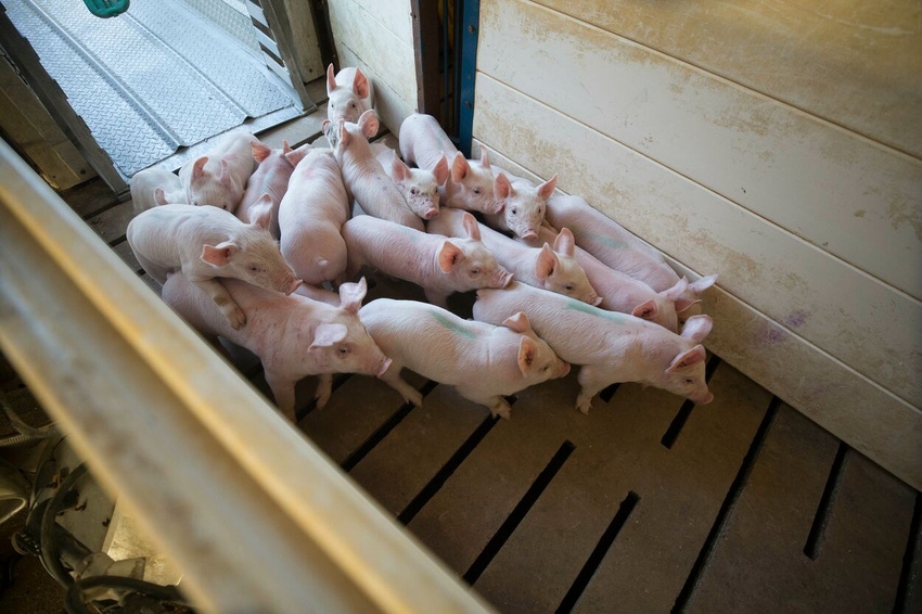 Unloading Pigs.jpg