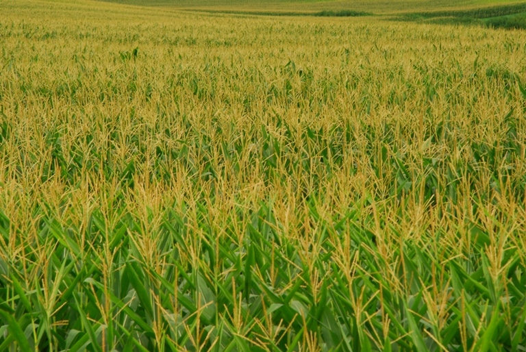 Farmers Plant One of the Largest Corn Crops Ever