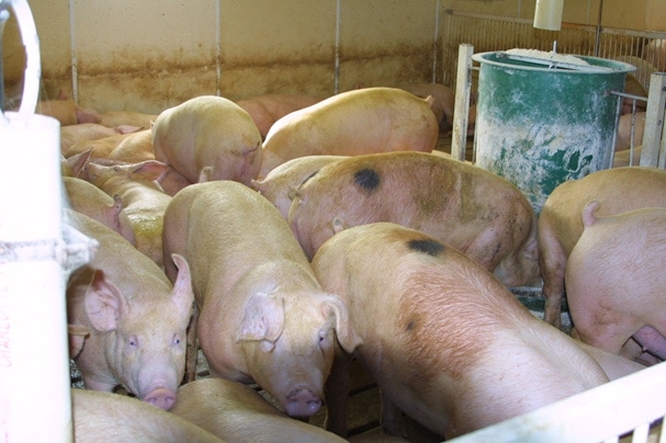 2014 Could be Best Year for Pork in a Decade