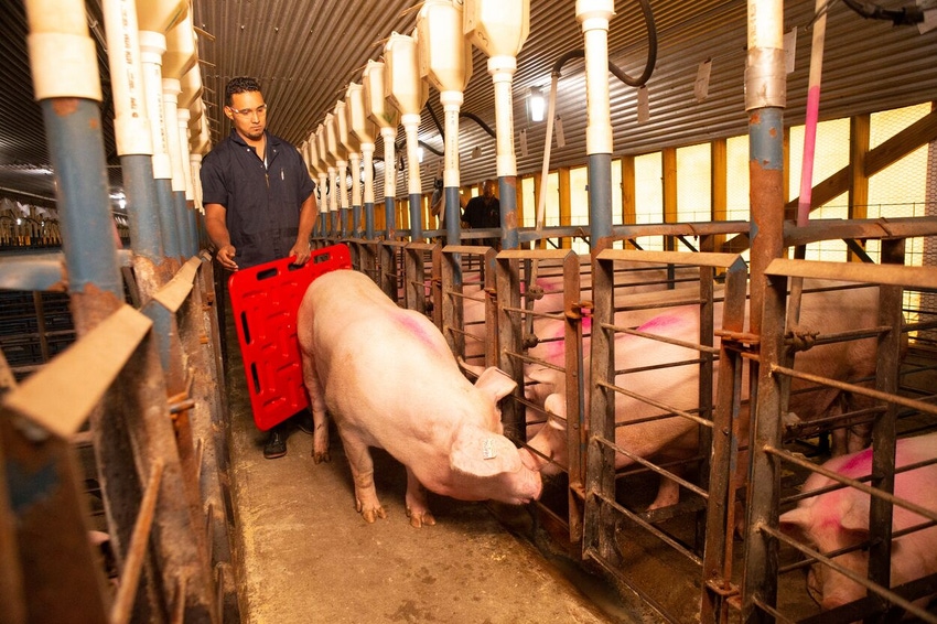 Caretaker Moving Sow With Sorting Board.jpg