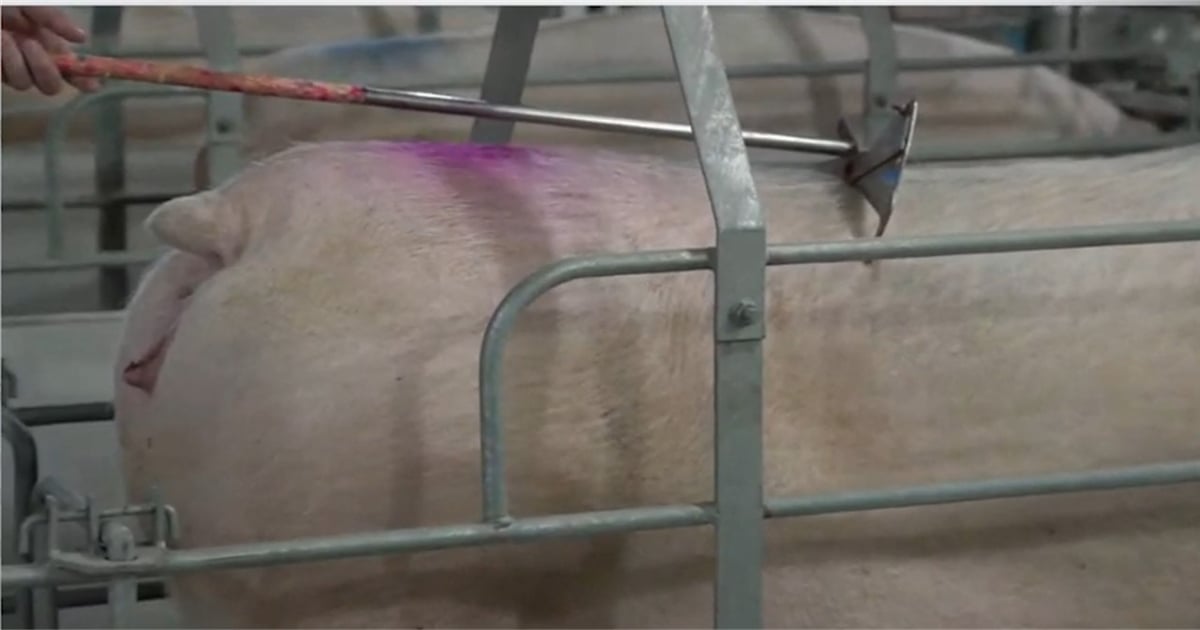 Caliper use offers more accurate body condition scoring