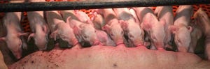 Effect of stall size, number of heat lamps during farrowing: Part 3