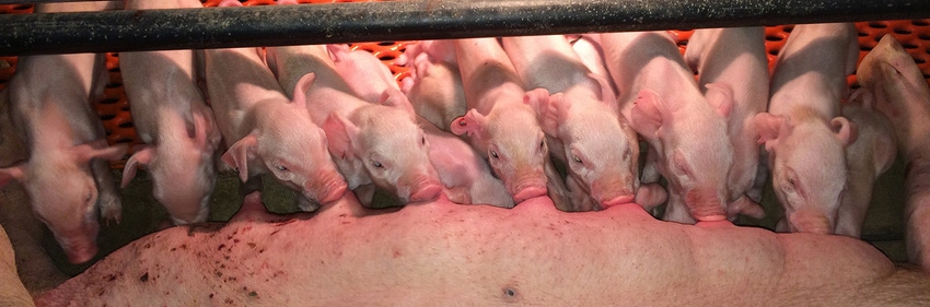 Sow functional teat number impacts piglet performance