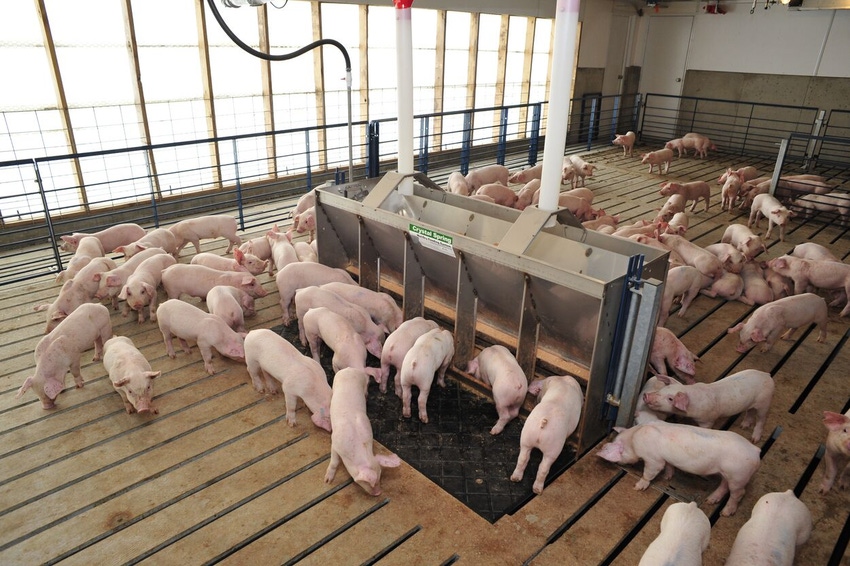 Weaned pigs in Nursery.jpg