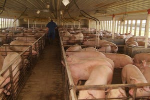 Large fall hog supplies will keep packers in the driver's seat