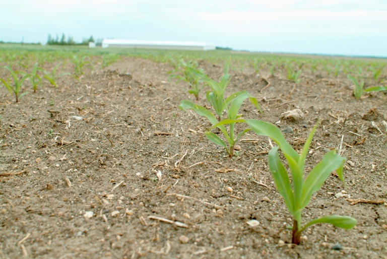 Corn Plantings Off to a Strong Start