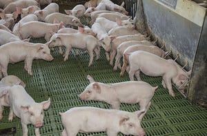 December Hogs & Pigs Report: Friendly, but ominous