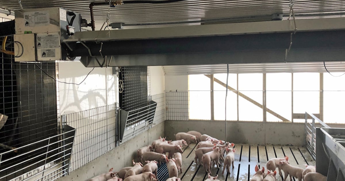 radiant tube heater suspended over weaned pig pens