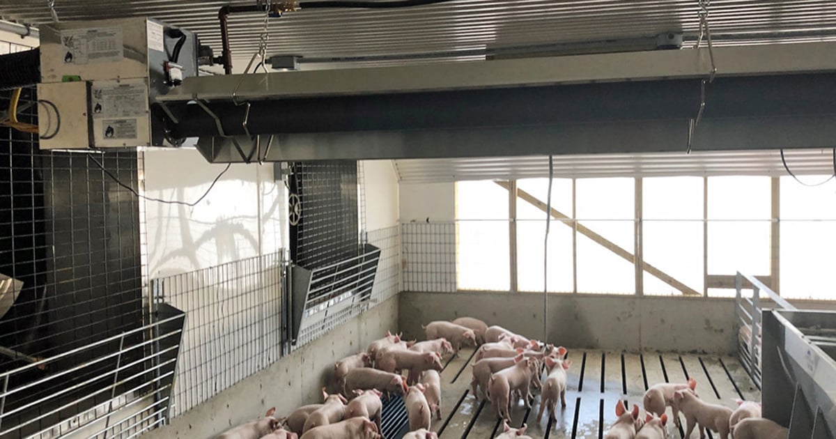 radiant tube heater suspended over weaned pig pens