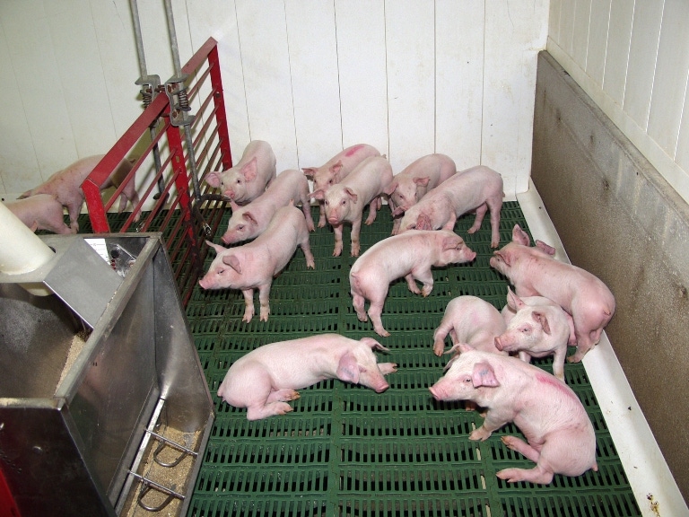 Getting to the Root Of Fallback Pigs