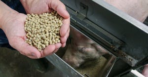 Handful of feed pellets for a sow