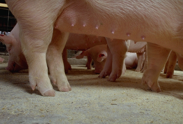 Blood Cortisol Levels Higher in Lame Sows