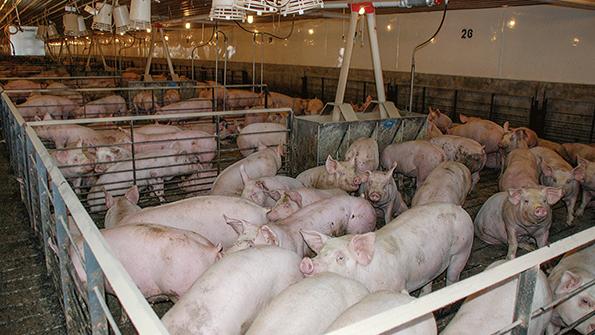5 drivers to U.S. pork market