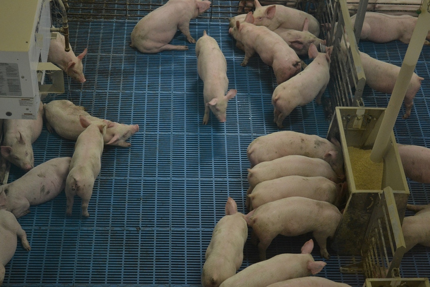 Connecting dots between PRRSV circulation in growing pigs, risk for sow farms