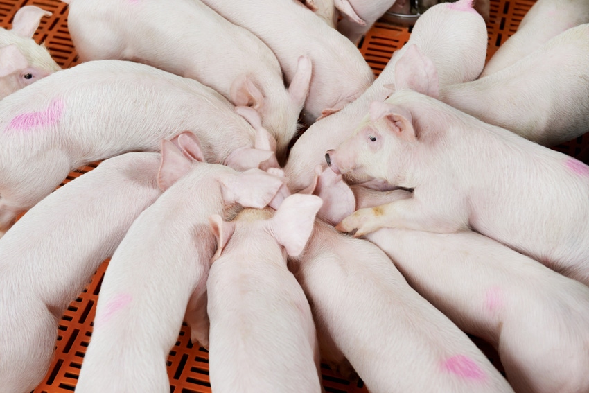 piglets in circle-shutterstock_125207630.jpg piglets in circle-shutterstock_125207630.jpg