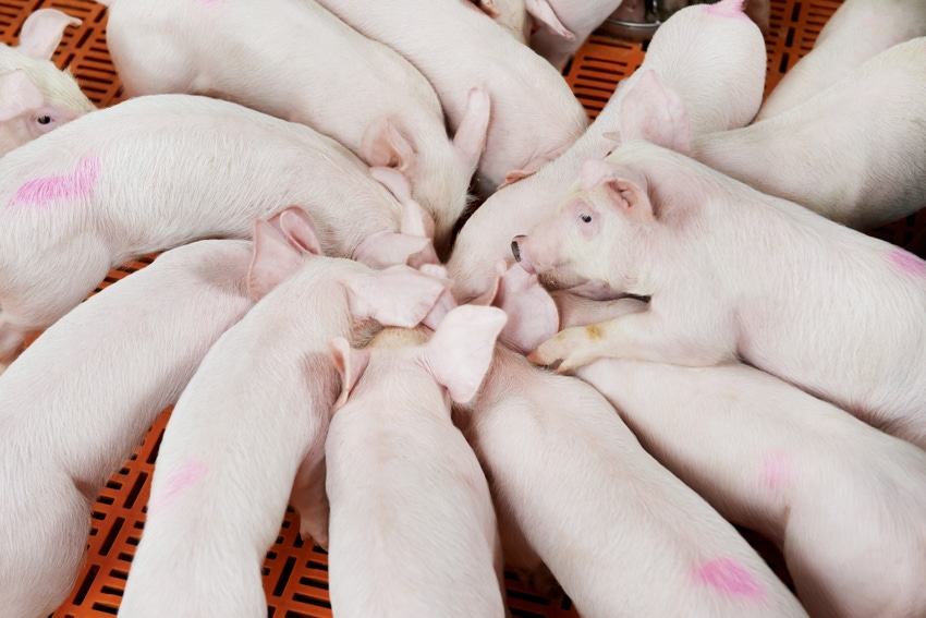 piglets in circle-shutterstock_125207630.jpg