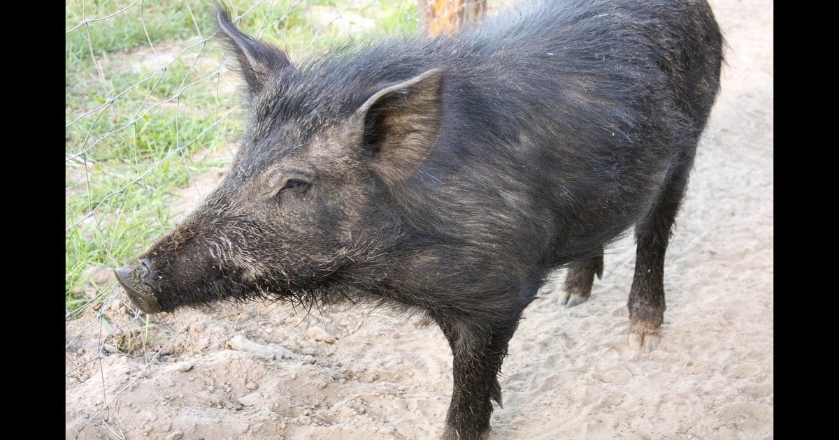 Canada tackles wild pig invasion with new online resource
