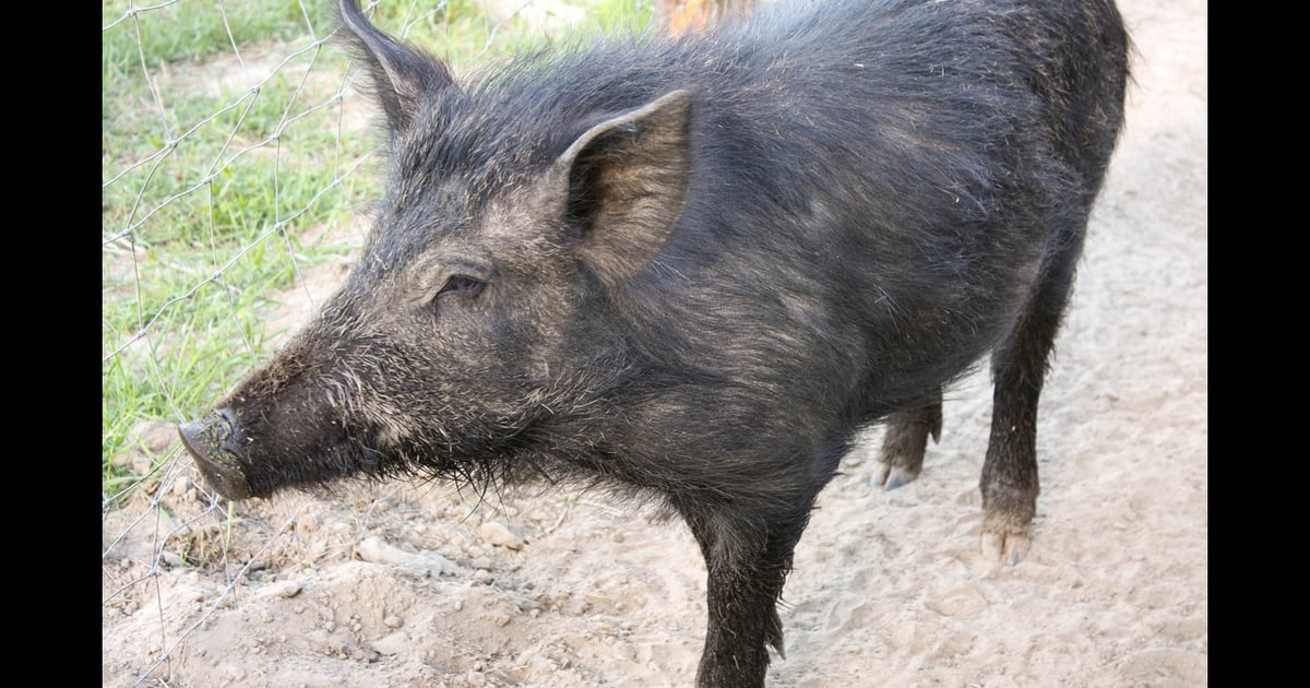Boar Stack Canada tackles wild pig invasion with new online resource