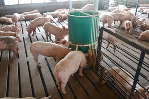 Are we stuck with what we can do to lower feed costs?