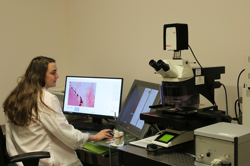 The swine genes are compared to genes found in human breast cancer profiles. The swine genes are compared to genes found in human breast cancer profiles.