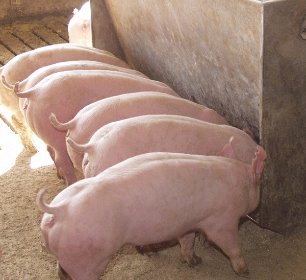 Nutritional Values of Oilseed Meals as Part of a Pig Diet Have Been Established
