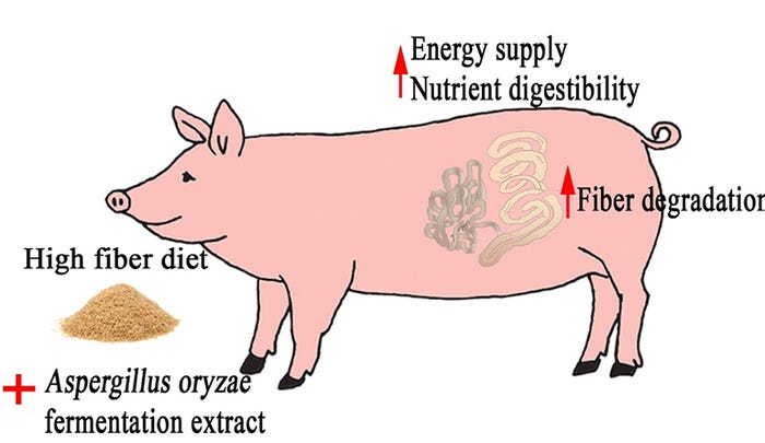 Illustration of degradation of dietary fiber in a high-fiber diet with supplementation of supplementation of Aspergillus oryzae