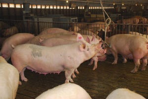 Does a sow straw diet benefit processing?