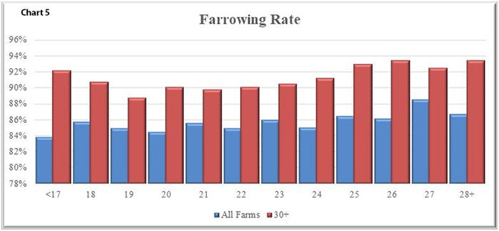 In Chart 5 the farrowing rate for all farms in blue as well as those with 30+ PW/MF/Y in red are shown. 