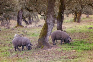 The Iberian pig is traditionally raised in oak forests with evening sheltering in stone houses.