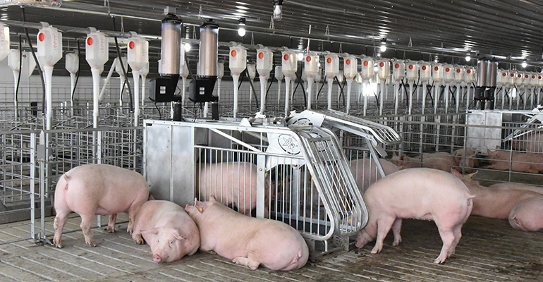 Feeding your sows in pen gestation.