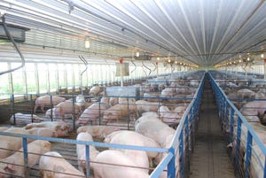 Can pork demand keep everyone profitable?