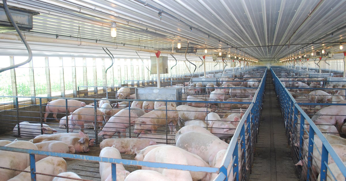 Larger hogs require rethinking space allowance, marketing strategy