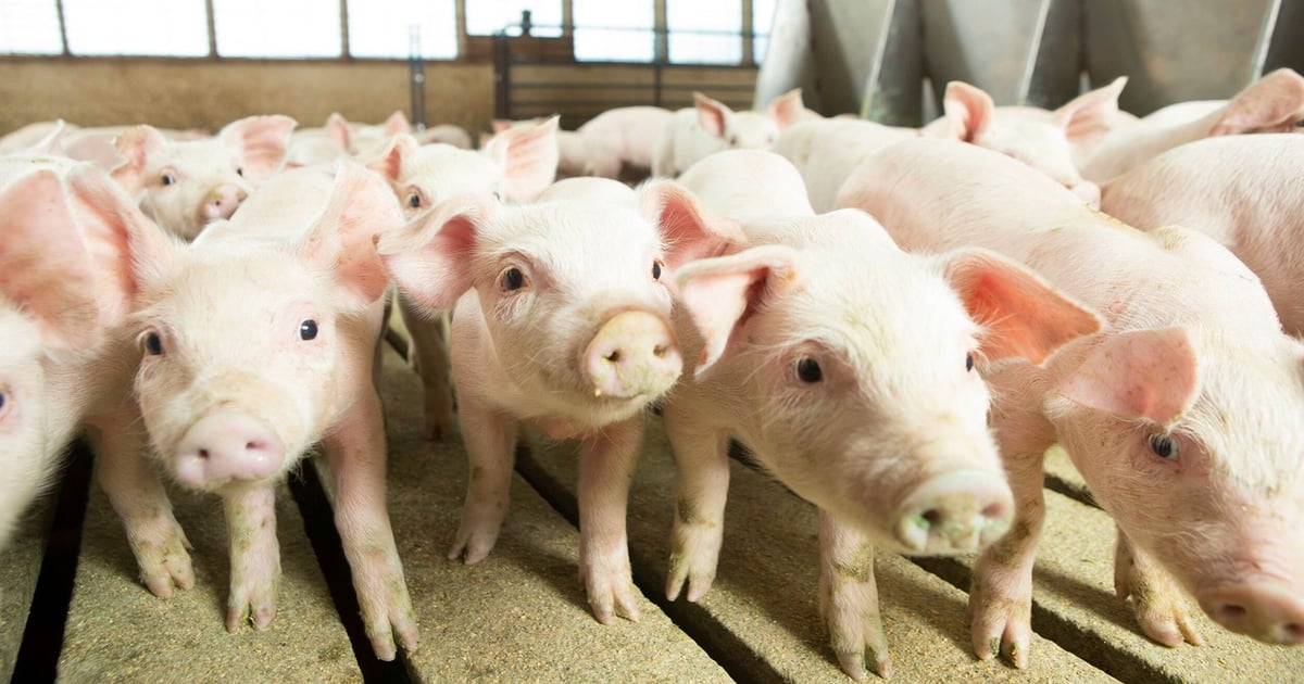 Three legs supporting smoking hot feeder pig market