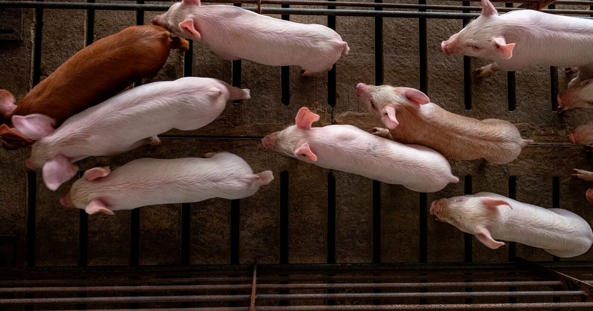 U.S. pork producers adopt enhanced swine traceability resolution